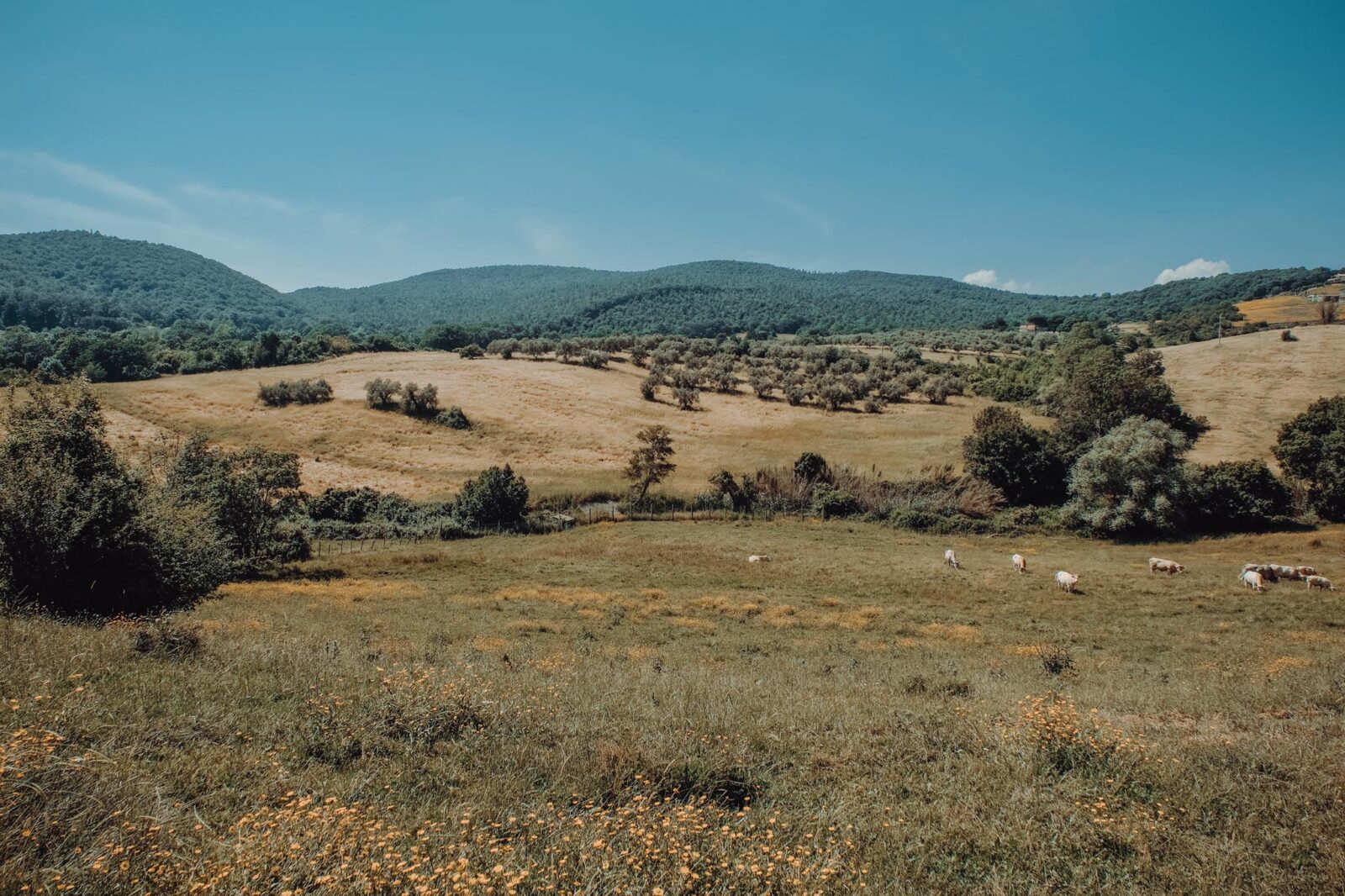 DSCF1951-1